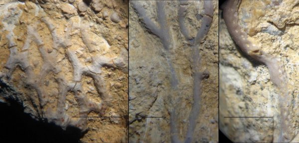 мшанки, Goniocladia, Goniocladia pulchra