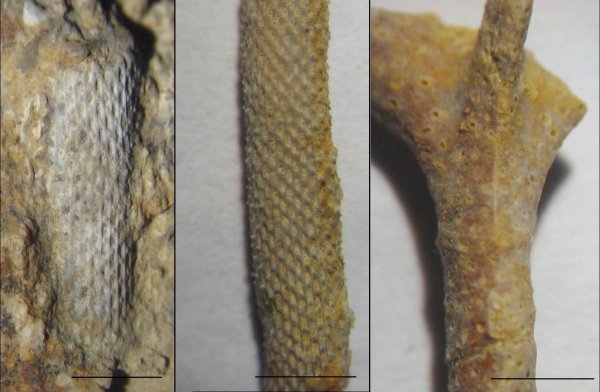 мшанки, Ascopora