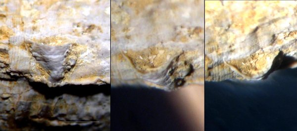 worm-like organizm, Cornulites