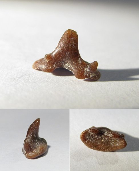 Glikmanius, Ctenacanthiformes