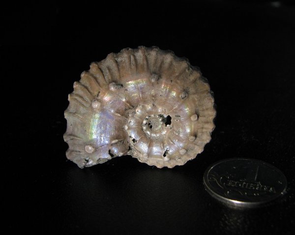 Kosmoceras, Kosmoceras ornatum