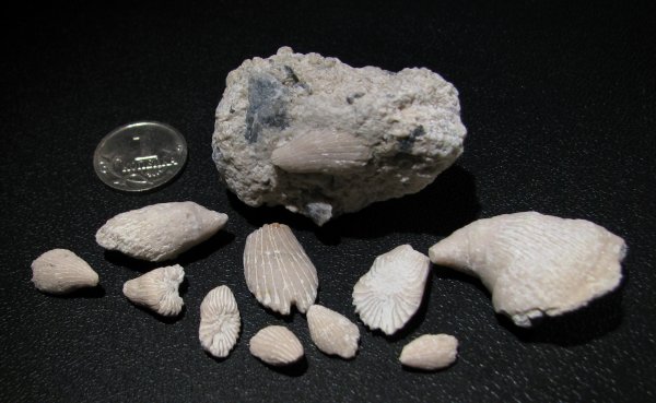 Bothrophyllum, ругозы, Timania, Pseudotimania