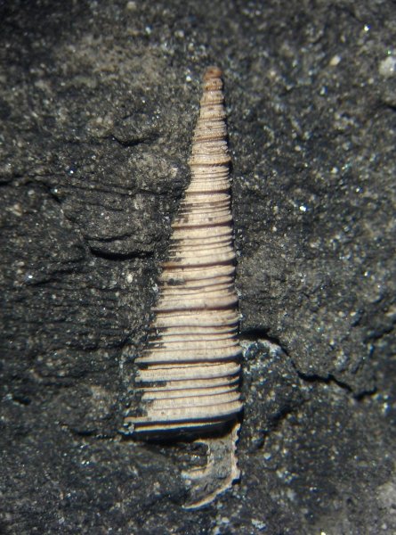 Clathrobaculus, Clathrobaculus fahrenkohli