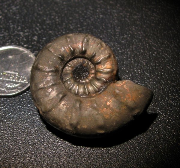 Euaspidoceras, Aspidoceratidae