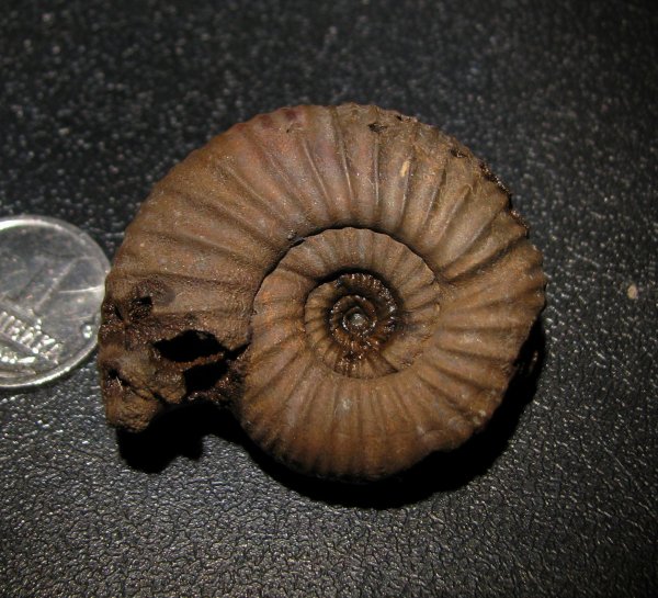 Desmosphinctes, Prorasenia