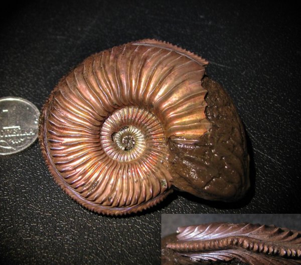 Amoeboceras, прижизненные повреждения