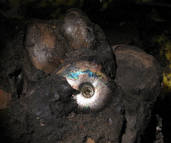 Garniericeras, Pleuromya, Rhynchonella