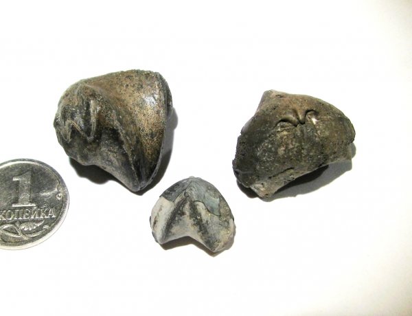 Rhynchonella, Rhynchonella loxiae, Rhynchonellida