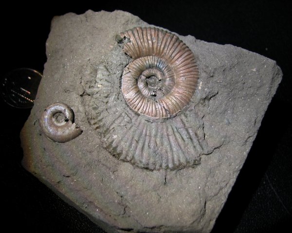 Binatisphinctes, Brightia, Perisphinctidae, Binatisphinctes mosquensis