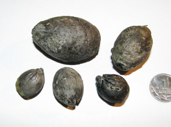 Russiella, Terebratulida