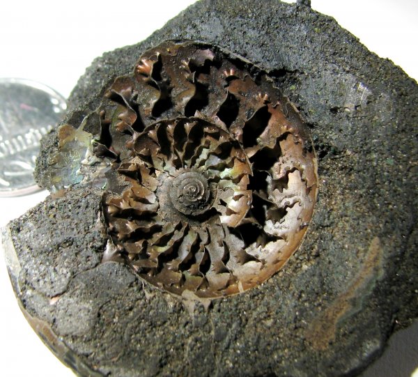 Garniericeras, лопастные линии