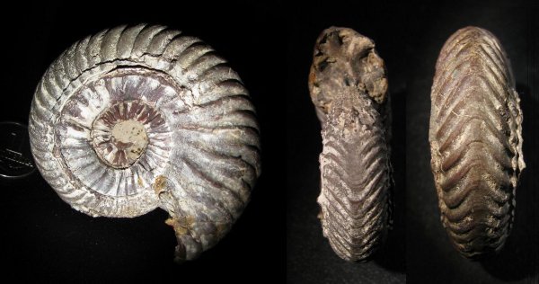 Quenstedtoceras, ?, Vertumniceras, Змеинка