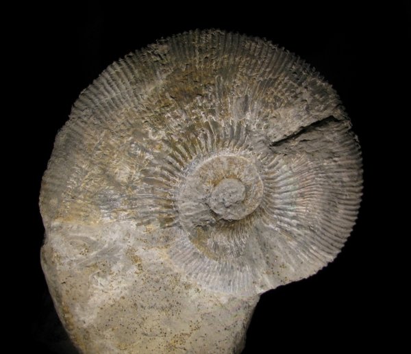 Kosmoceras, Kosmoceras rowlstonense