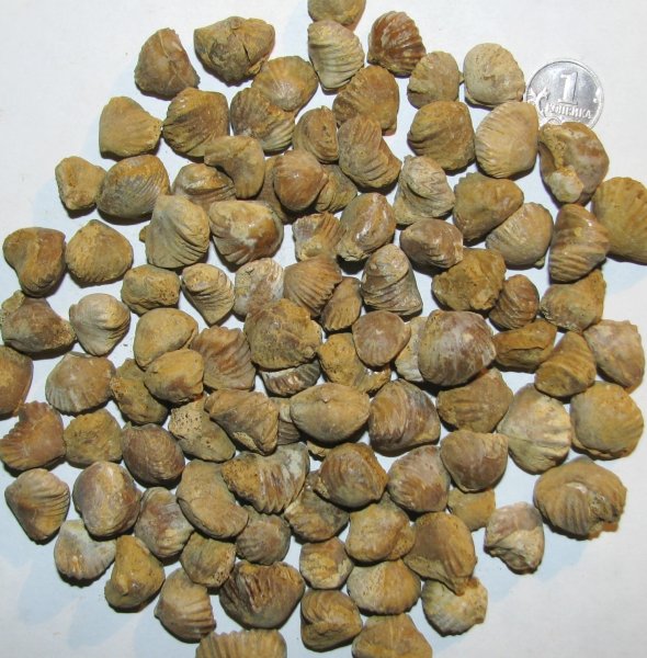 Ivanoviella, Ivanoviella alemanica, Rhynchonellida