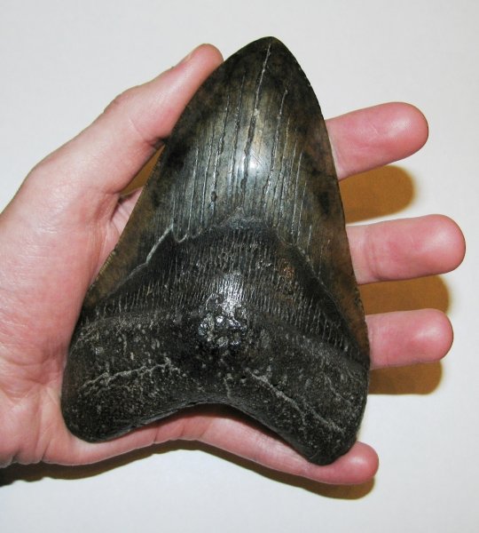 мегалодон, Megalodon, Carcharodon, Carcharocles, Otodus, Otodontidae