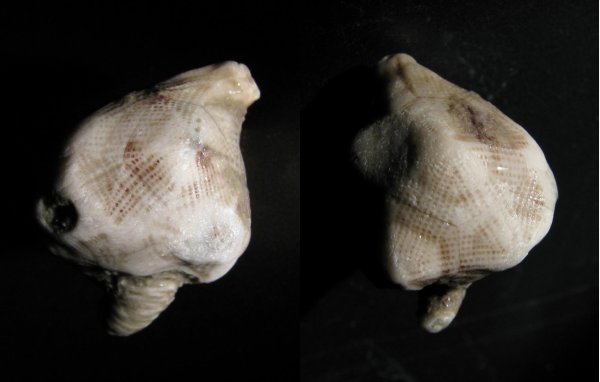 Erinocystis, Erinocystis sculpta