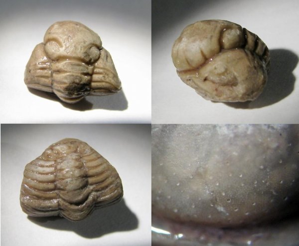 Pseudosphaerexochus, Cheiruridae, Pseudosphaerexochus pseudohemicranium