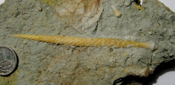 Archaeocidaris, Archaeocidaris subwortheni