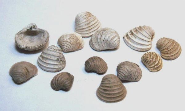 Astarte, Trautscholdia