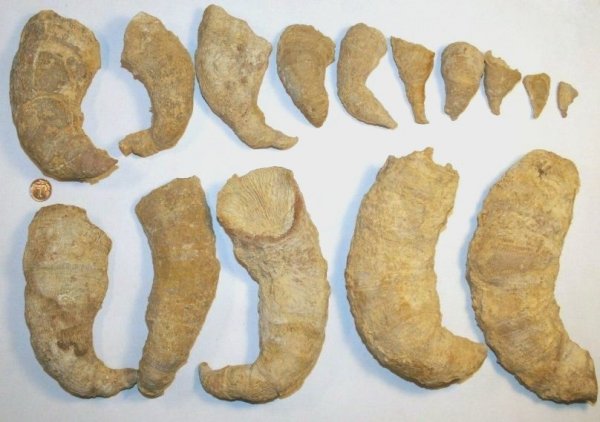 Gshelia, ругозы, Gshelia rouilleri