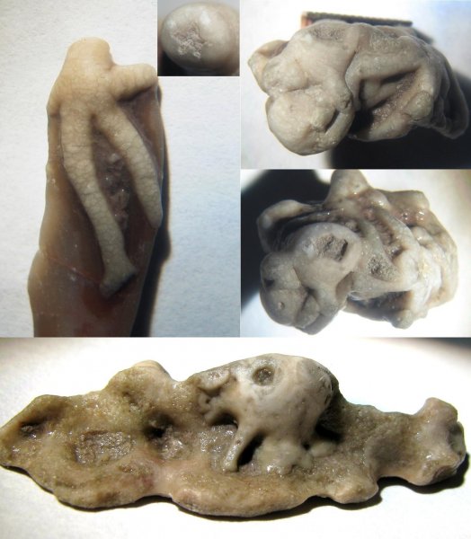 Hoplocrinus, Hybocrinida, holdfast