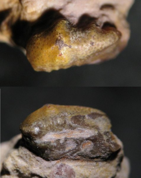 Eugeneodontiformes, Arpagodus