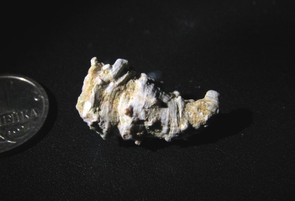 Pseudobradyphyllum, ругозы, Pseudobradyphyllum serpens