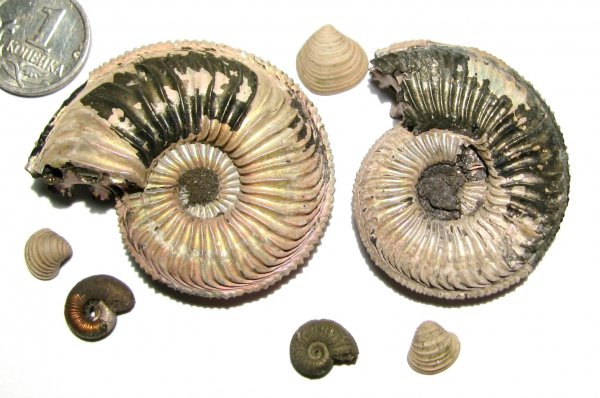 Amoeboceras, Astarte, Amoeboceras alternoides