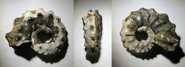 Kosmoceras, прижизненные повреждения