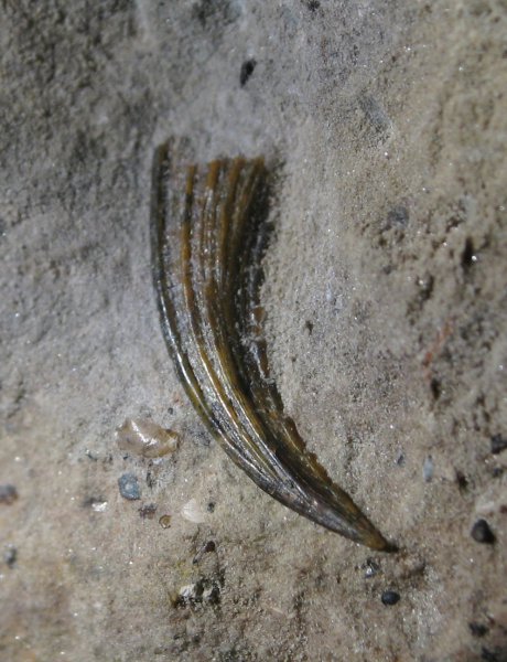 головной шип, Menaspiformes, Erismacanthus