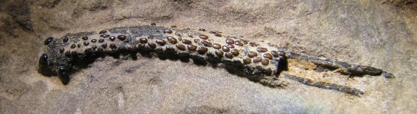 головной шип, Menaspiformes, Erismacanthus