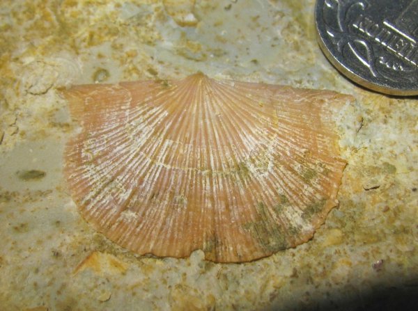 Schellwienella, Orthotetida