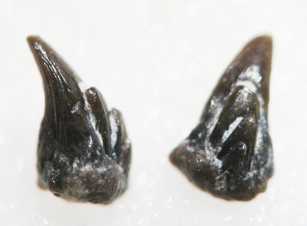 ротожаберные зубы, Ctenacanthiformes
