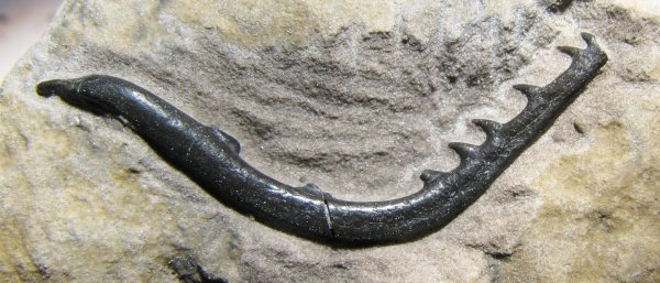 головной шип, Harpacanthus