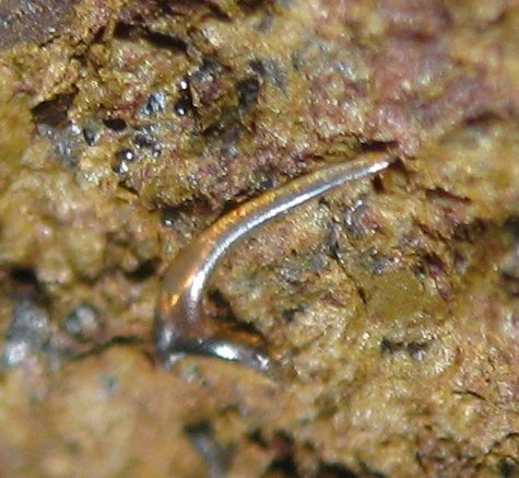 конодонты, Conodonta