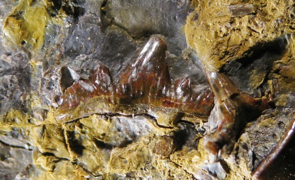 Glikmanius, Cladodus, Ctenacanthiformes