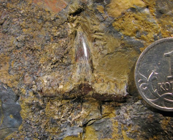 Saivodus, Ctenacanthiformes