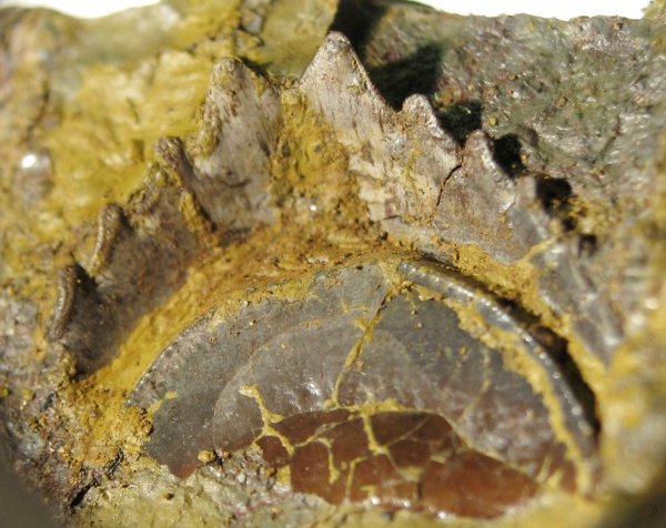 Petalodontiformes, Pristodus