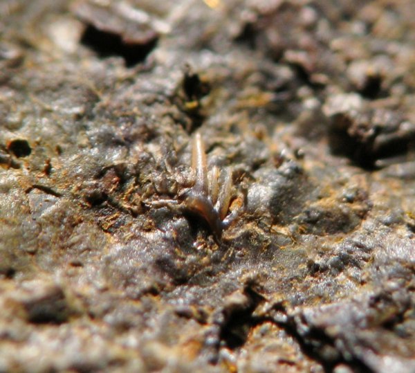 конодонты, Conodonta