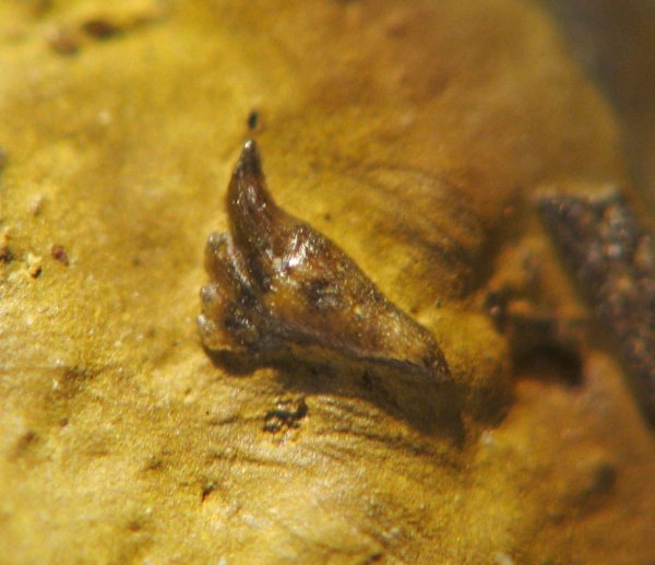 ротожаберные зубы, Ctenacanthiformes