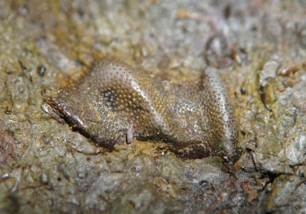 Poecilodus, Cochliodontiformes