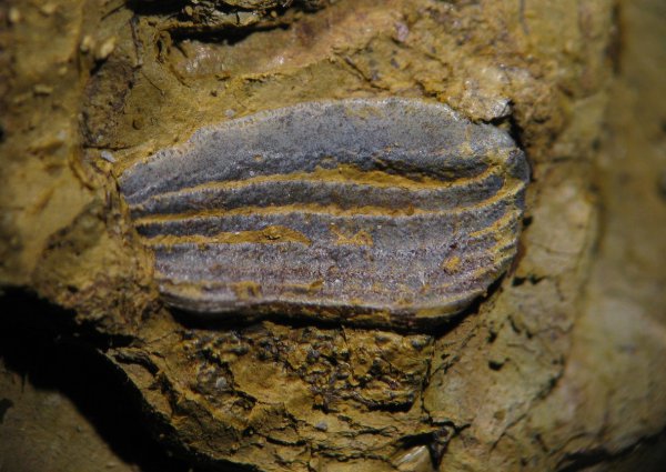 ?, Petalodontiformes, Antliodus