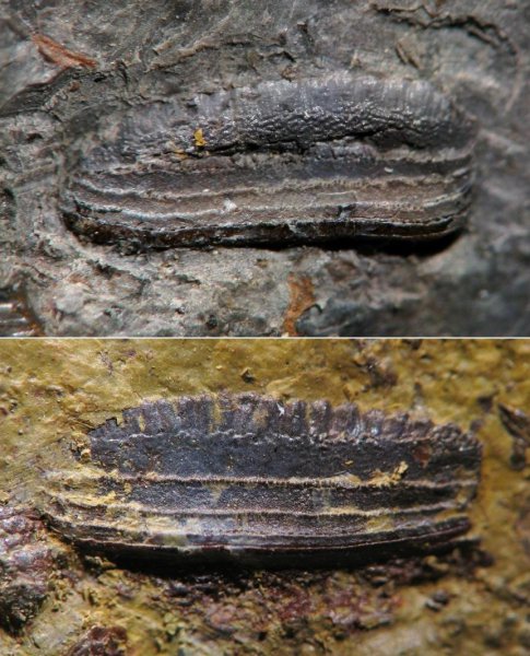 ?, Petalodontiformes