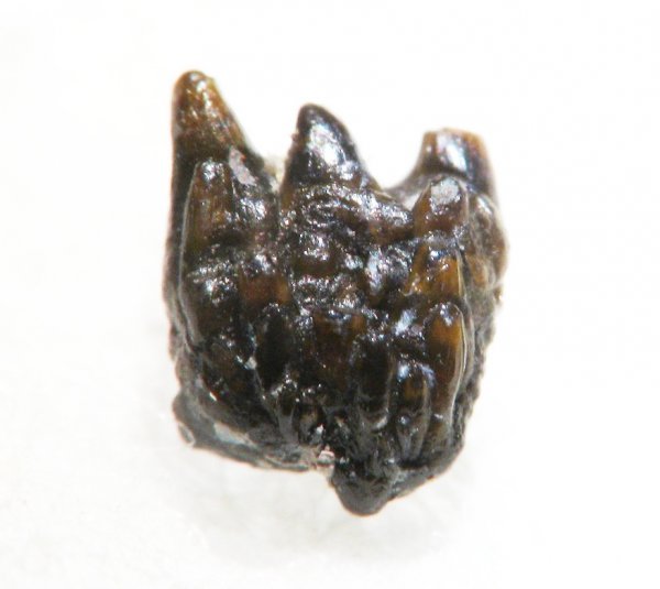 ротожаберные зубы, Ctenacanthiformes