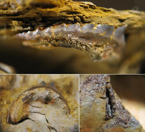 Petalodontiformes, Pristodus