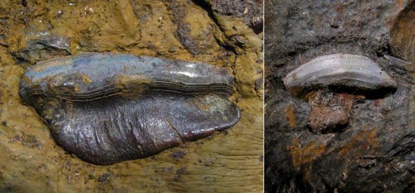 Petalodontiformes, Petalodus