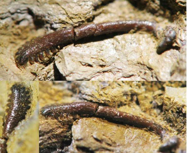 головной шип, Harpacanthus