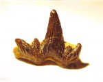 Нижнекарбоновый Cladodus