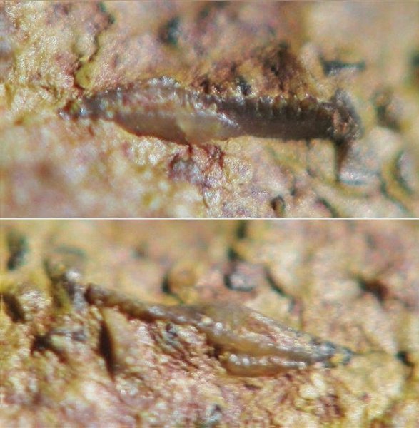 конодонты, Conodonta