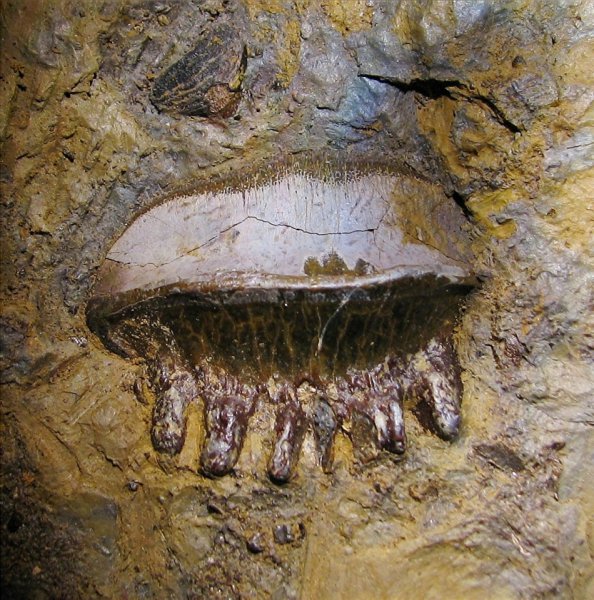 Polyrhizodus, Petalodontiformes